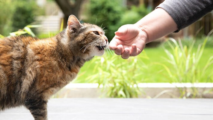 Дресирування котів