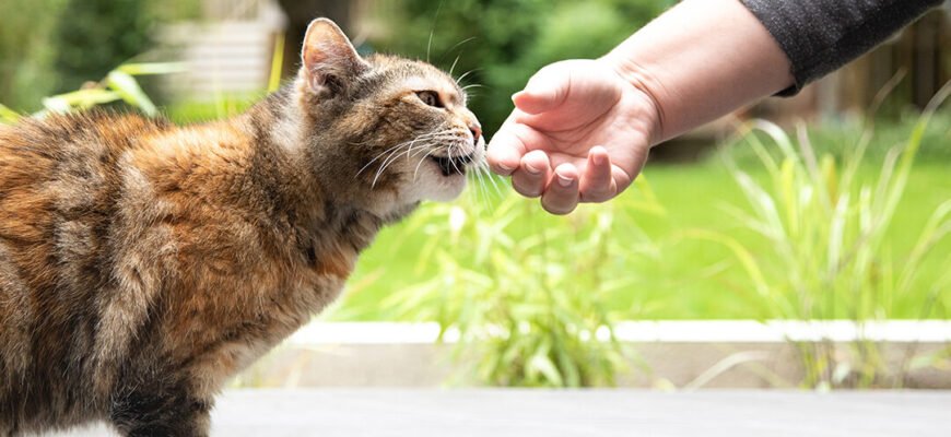Дресирування котів