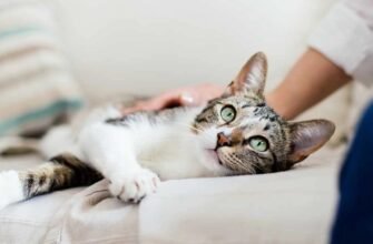 Очні краплі для котів: коли і як їх застосовувати