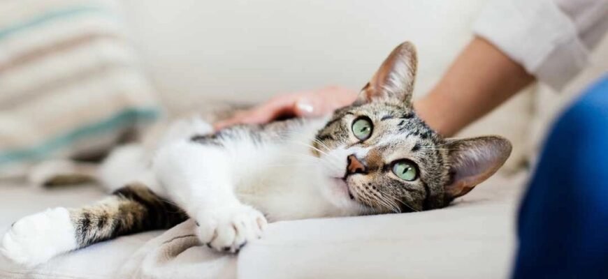 Очні краплі для котів: коли і як їх застосовувати