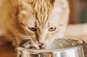 Годування дорослого кота: таблиця норм і поради щодо харчування