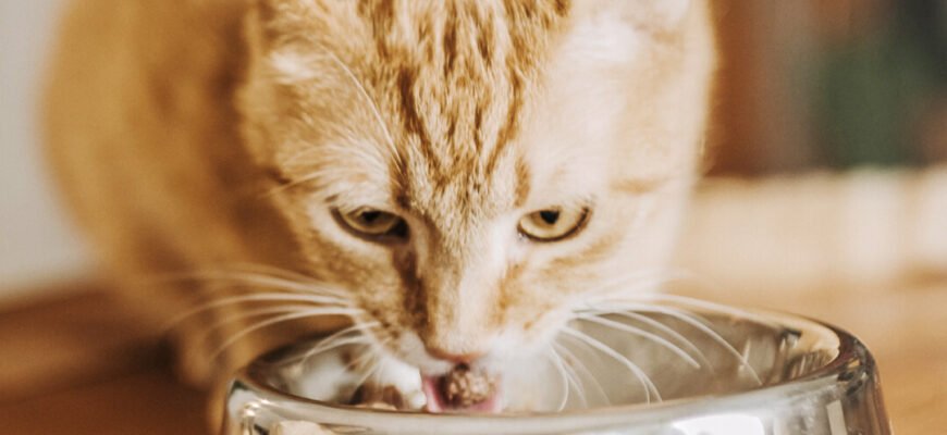 Годування дорослого кота: таблиця норм і поради щодо харчування