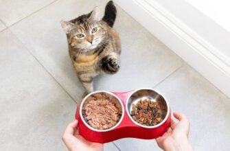 Годування кішки в період вагітності