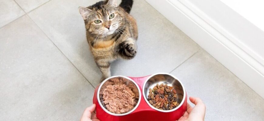 Годування кішки в період вагітності