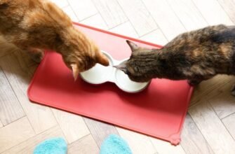 Як годувати літнього кота: посібник зі здорового харчування