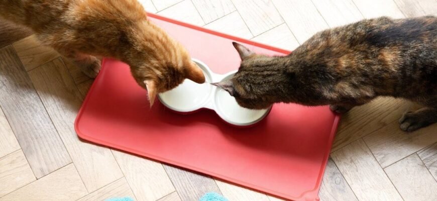 Як годувати літнього кота: посібник зі здорового харчування