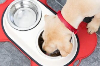 Як годувати дорослу собаку — посібник з годування собак