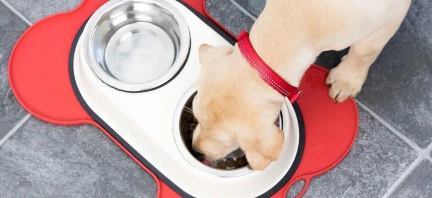 Як годувати дорослу собаку — посібник з годування собак Як годувати дорослу собаку — посібник з годування собак