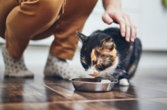 Що таке мікробіом кишечника і як він впливає на здоров’я системи травлення вашого кота