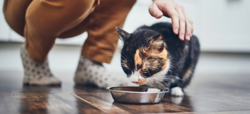 Що таке мікробіом кишечника і як він впливає на здоров’я системи травлення вашого кота