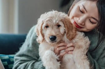 Як обрати корм для цуценяти: поради ветеринара та огляд Pro Plan® Puppy