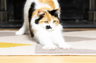 Як вибрати кігтеточку для кота