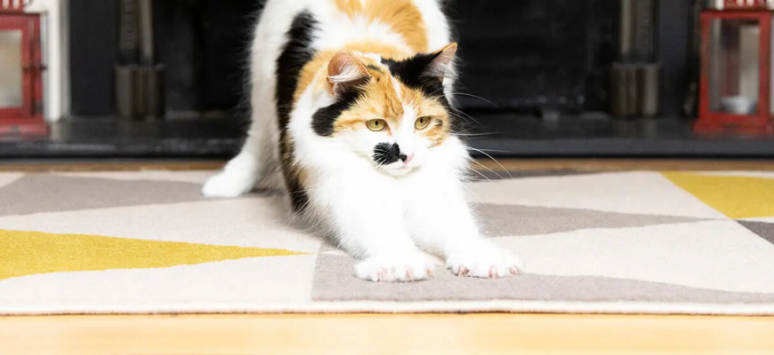 Як вибрати кігтеточку для кота