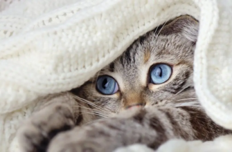 ФІП у котів