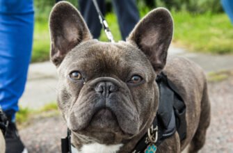Здоров'я французького бульдога: від дерматиту до проблем з диханням