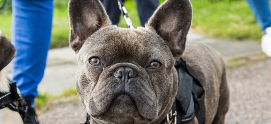 Здоров'я французького бульдога: від дерматиту до проблем з диханням