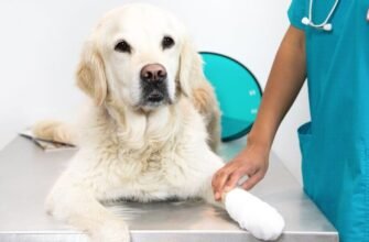 Гастроентерит у собак