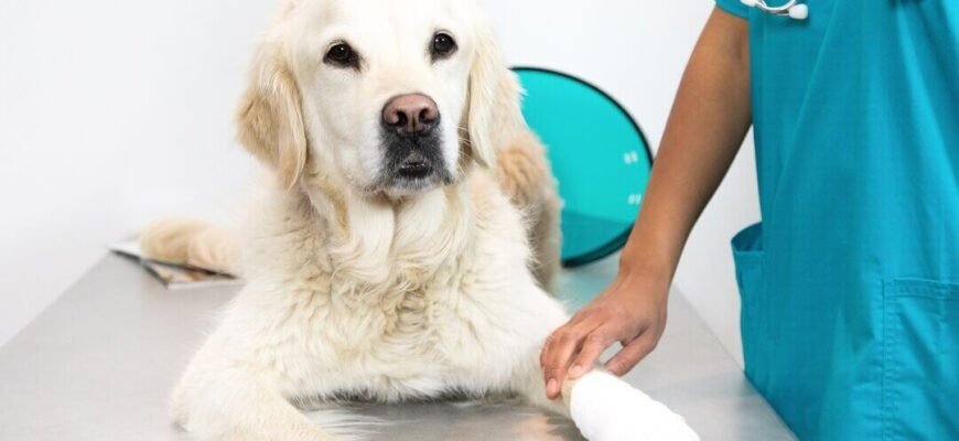 Гастроентерит у собак