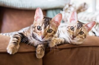 Завести кота