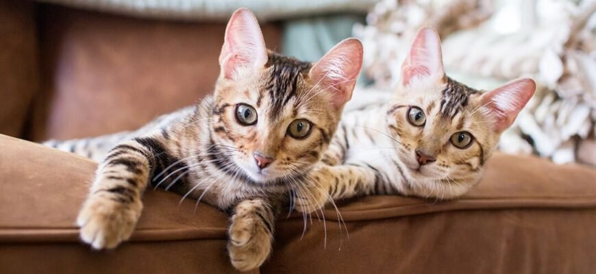 Завести кота