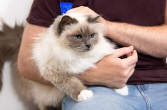 Гінгівіт у котів