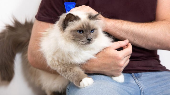 Гінгівіт у котів