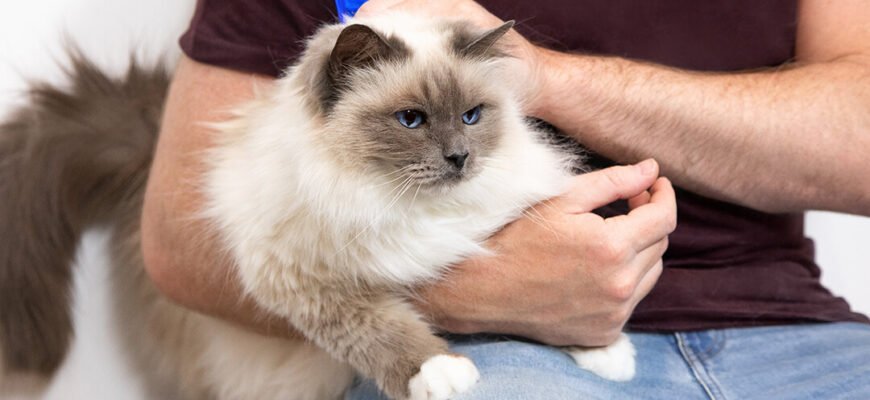 Гінгівіт у котів