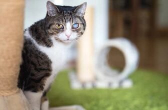 Глаукома у кота: причини, ознаки та лікування