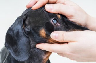 Глаукома у собак: все, що вам потрібно знати