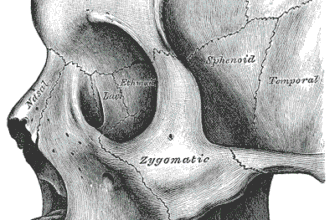 Анатомія виличної кістки: будова, функції та особливості розвитку