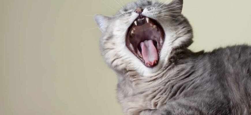 Скільки зубів у кота?