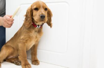 Грумінг цуценят: все що потрібно знати