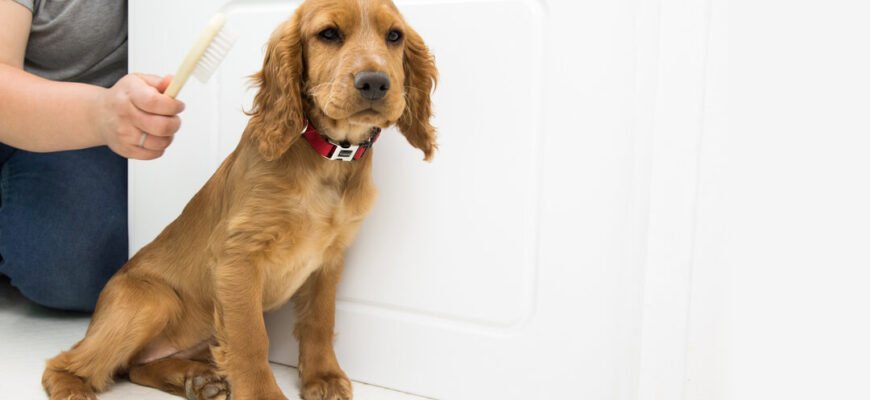 Грумінг цуценят: все що потрібно знати