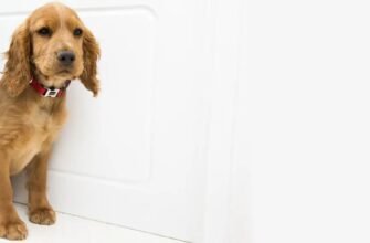 Як Pro Plan® допомагає тваринам з чутливим травленням?