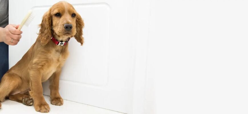 Як Pro Plan® допомагає тваринам з чутливим травленням?