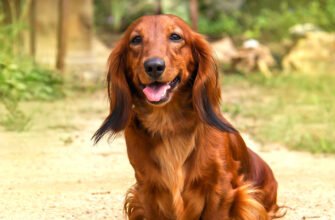 Захворювання ясен у собак