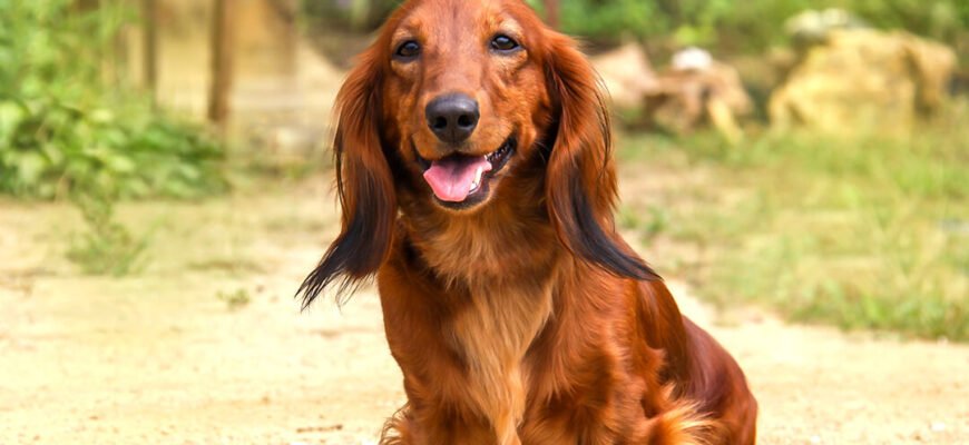 Захворювання ясен у собак