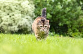 Отруйна їжа та речовини для котів