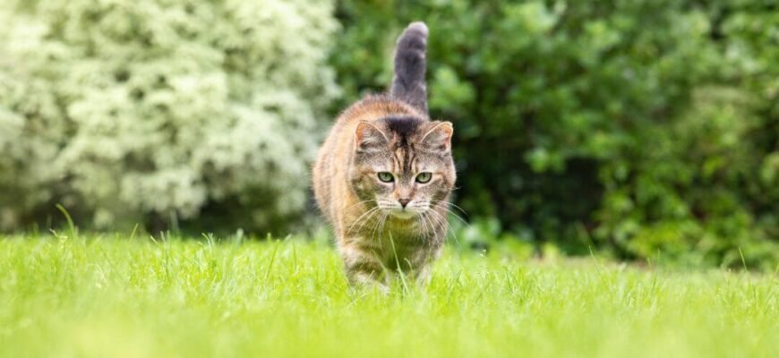 Отруйна їжа та речовини для котів