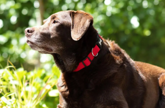 Тепловий удар у собаки