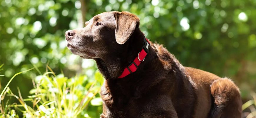 Тепловий удар у собаки