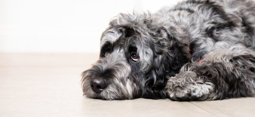 Діарея у цуценят: причини, лікування та що робити власнику