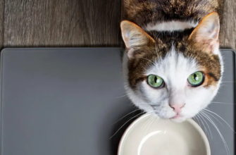 Що таке суперпреміум корм для котів і чим він відрізняється від звичайного?