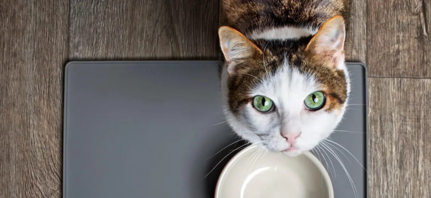 Що таке суперпреміум корм для котів і чим він відрізняється від звичайного? Що таке суперпреміум корм для котів і чим він відрізняється від звичайного?