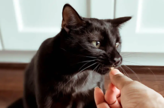 Як обрати найкращий корм для кота: поради ветеринарів