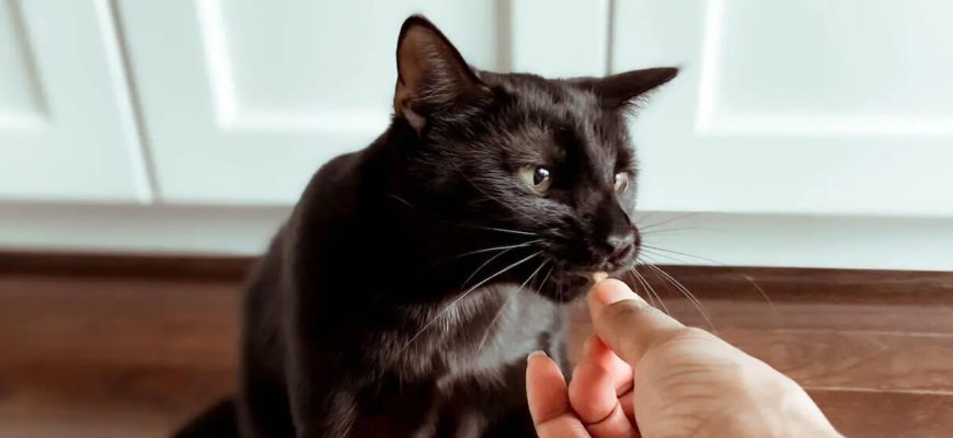 Як обрати найкращий корм для кота: поради ветеринарів