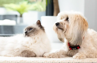 Чи можна собакам давати котячий корм?