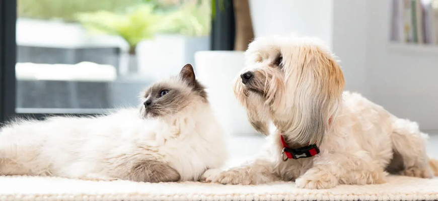 Чи можна собакам давати котячий корм?