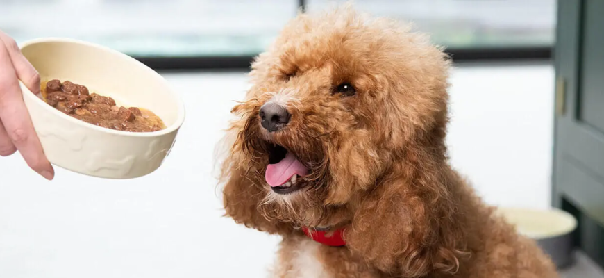 Найкращий корм для собак: як обрати якісний раціон для вашого улюбленця