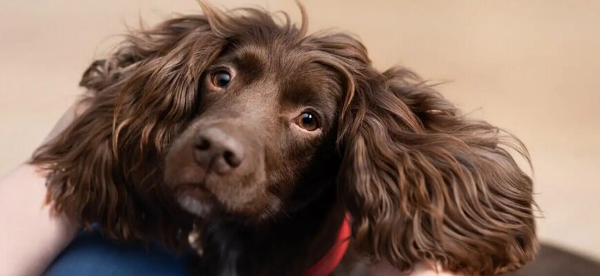 Інсульт у собаки: симптоми та лікування Інсульт у собаки: симптоми та лікування